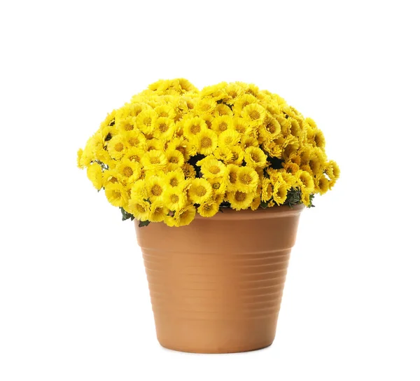 Beautiful Yellow Chrysanthemum Flowers Pot White Background — Stock Photo, Image