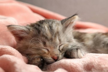 Tatlı kedi yavrusu yumuşak pembe battaniyede uyuyor.
