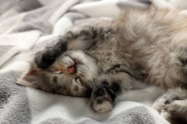 Yumuşak battaniyenin üzerinde uyuyan sevimli kedi yavrusu. Yavru hayvan