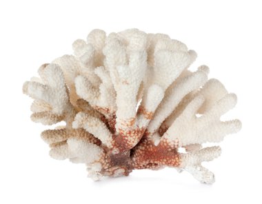 Güzel egzotik deniz mercanı beyaza izole edilmiş.