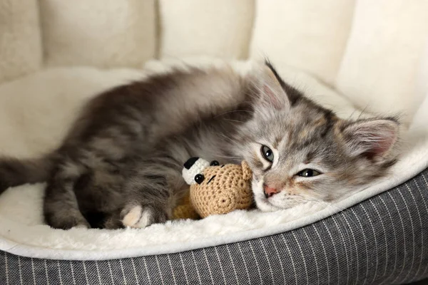 可爱的绒毛小猫 玩具躺在宠物床上 — 图库照片