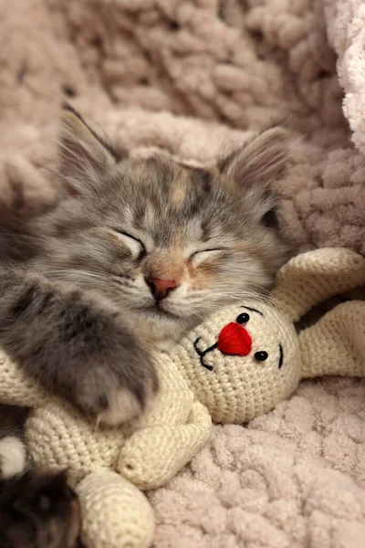 Schattig Pluizig Kitten Met Speelgoed Slapen Zacht Plaid — Stockfoto