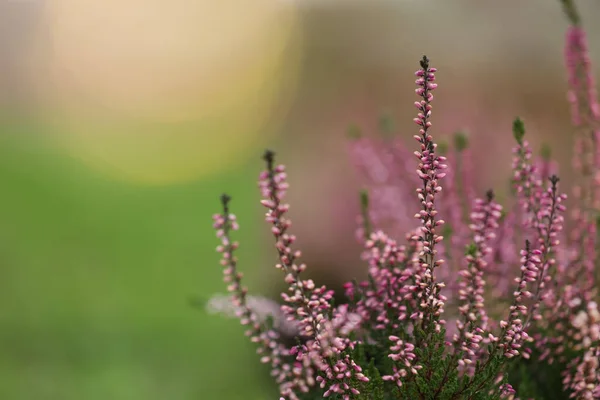 Heather Keře Krásnými Květinami Venku Mezera Pro Text — Stock fotografie