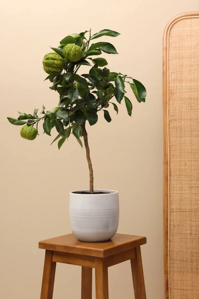 Idea Minimalist Interior Design Small Potted Bergamot Tree Fruits Wooden — Fotografia de Stock