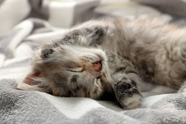 Nettes Kätzchen Das Auf Einer Weichen Decke Schläft Tierbaby — Stockfoto