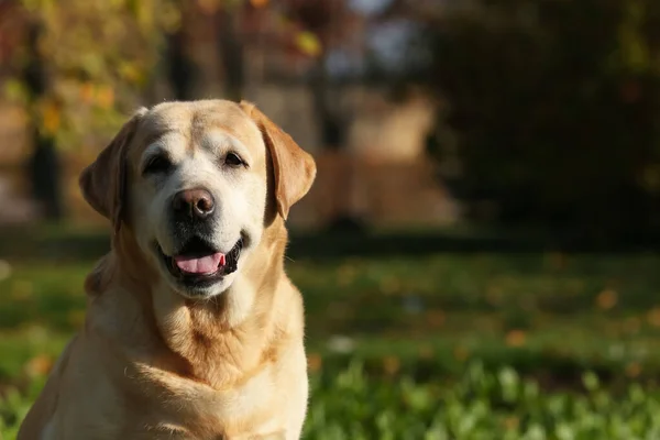 Glad Gul Labrador Parken Solig Dag Plats För Text — Stockfoto