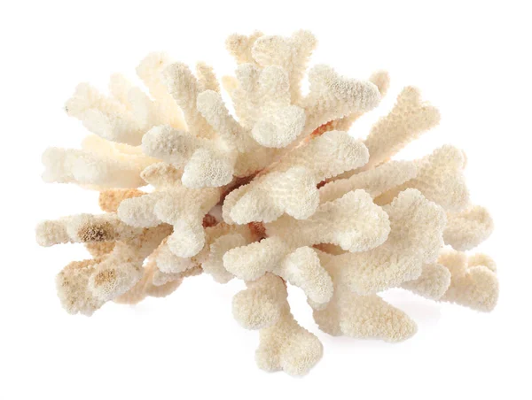 Όμορφη Εξωτική Κοράλλι Θάλασσας Που Απομονώνονται Λευκό Κορυφαία Άποψη — Φωτογραφία Αρχείου