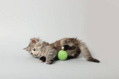 Açık gri arka planda top oynayan sevimli kedi yavrusu. Metin için boşluk