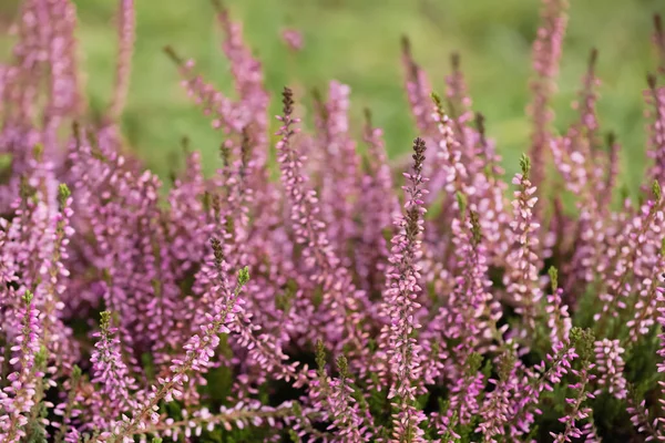 Heather Shrubs Beautiful Flowers Outdoors Closeup — Stock Photo, Image