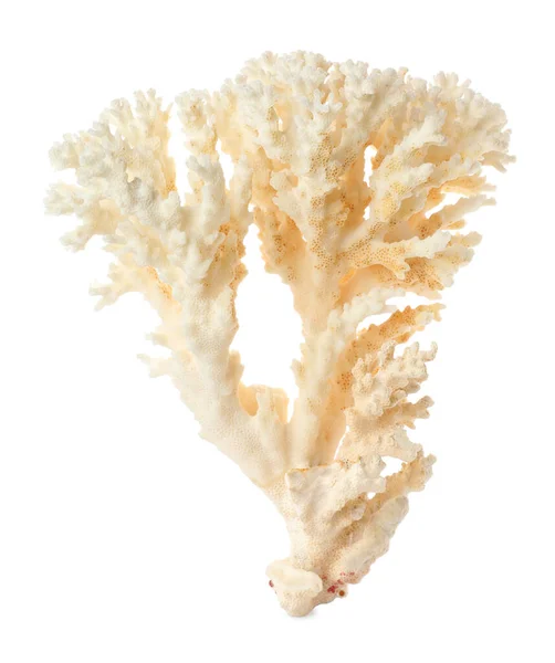 Όμορφη Εξωτική Θάλασσα Κοράλλια Απομονωμένα Λευκό — Φωτογραφία Αρχείου