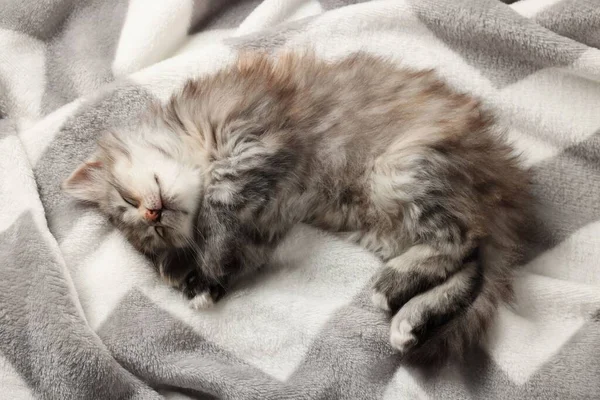 Cute Kitten Sleeping Soft Blanket View — Stock Photo, Image