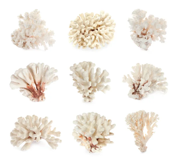 Набір Красивими Коралами Білому Тлі — стокове фото