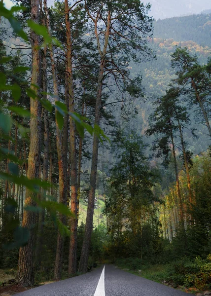 Piękny Widok Las Pustą Drogę Asfaltową Prowadzącą Gór — Zdjęcie stockowe
