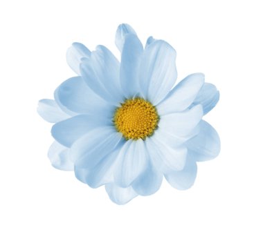 Güzel açık mavi kasımpatı çiçeği beyaza izole edilmiş.