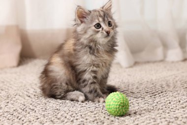 Evde topu olan sevimli tüylü kedi yavrusu.