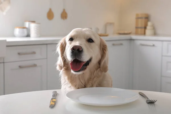 かわいい空腹の犬は台所で空のプレートとテーブルで食べ物を待っています — ストック写真