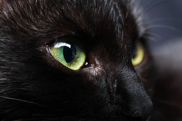 Black Cat Beautiful Eyes Dark Background Closeup — Stock Photo, Image