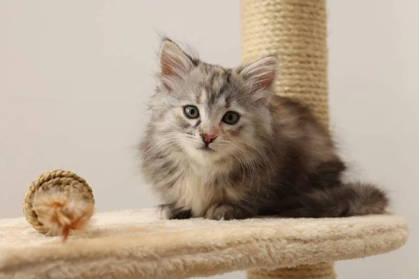 Cute Fluffy Kitten Toy Cat Tree Light Background — Foto Stock