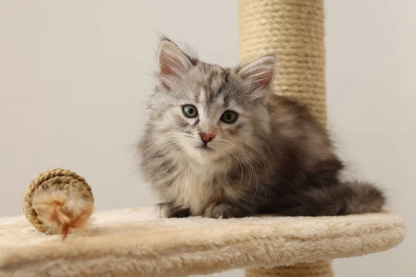 Kedi Ağacında Oyuncağı Olan Sevimli Tüylü Kedi Yavrusu — Stok fotoğraf