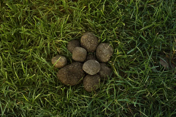 Fresh Truffles Green Grass Top View — Foto Stock