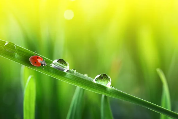 Tiny Ladybug Water Drops Grass Blurred Background Closeup Stock Image