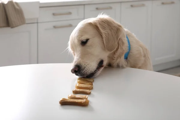 Cute Golden Retriever Eating Dog Biscuits Table Kitchen — Stock fotografie