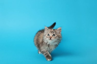 Açık mavi arka planda sevimli bir kedi yavrusu. Metin için boşluk