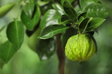 Bergamot ağacının açık hava meyveli yakın görüntüsü