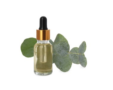 Beyaz arka planda bir şişe okaliptüs esaslı yağ ve bitki dalı