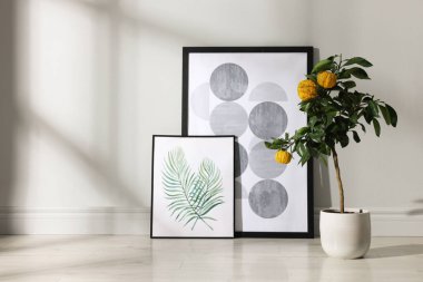 Potted bergamot tree with ripe fruits and pictures on floor near white wall indoors