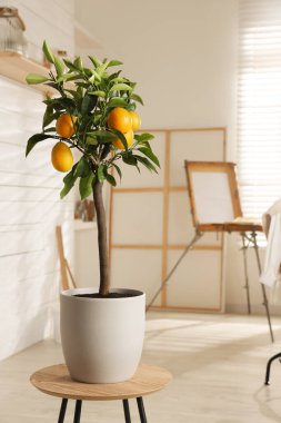 Minimalist iç tasarım için fikir. Küçük saksıda limon ağacı ve masada meyveler.