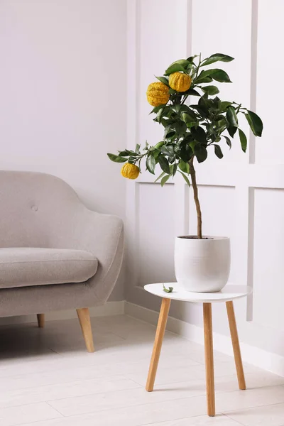 Idea Minimalist Interior Design Small Potted Bergamot Tree Fruits Table — Stockfoto