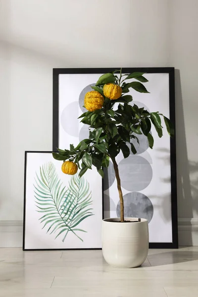 Potted Bergamot Tree Ripe Fruits Pictures Floor White Wall Indoors — ストック写真