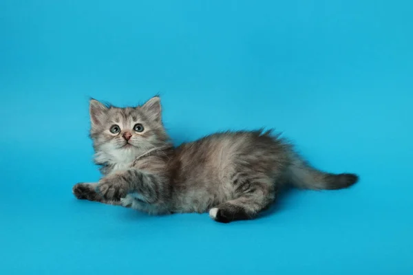 Beautiful Kitten Light Blue Background Cute Pet — Fotografia de Stock