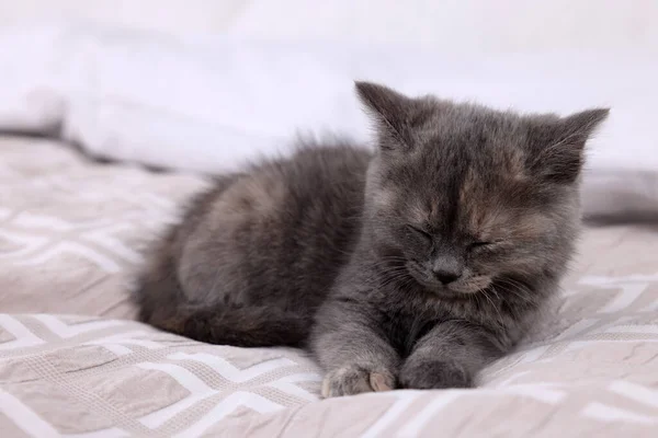 Χαριτωμένο Χνουδωτό Γατάκι Κοιμάται Μαλακό Κρεβάτι — Φωτογραφία Αρχείου