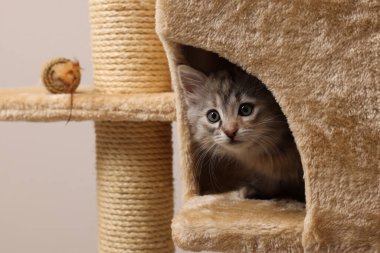 Şirin pofuduk kedi yavrusu arka planda kedi ağacını keşfediyor.