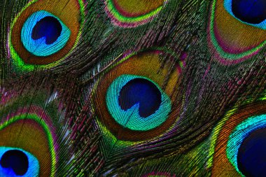 Arka plan olarak güzel parlak tavus kuşu tüyleri, yakın plan