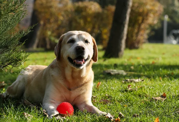 Gul Labrador Med Boll Parken Solig Dag — Stockfoto