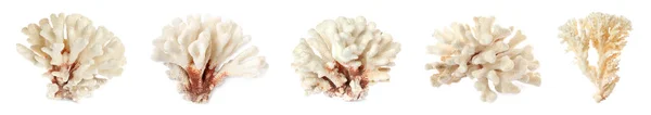 Beyaz Zemin Üzerinde Güzel Mercanlar Olacak Pankart Tasarımı — Stok fotoğraf