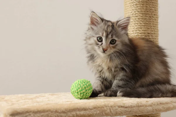 Cute Fluffy Kitten Ball Cat Tree Light Background Space Text — стоковое фото