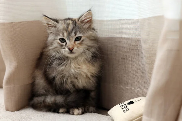 Cute Fluffy Kitten Small Pillow Curtain Home — Zdjęcie stockowe