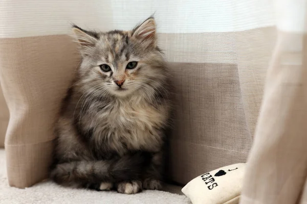 Cute Fluffy Kitten Small Pillow Curtain Home — Stock Photo, Image