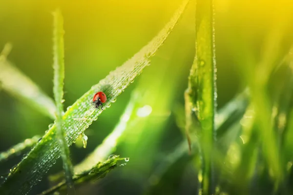 Green Grass Dew Tiny Ladybug Blurred Background Closeup — Stock Photo, Image