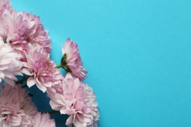 Beautiful chrysanthemum flowers on light blue background, closeup. Space for text
