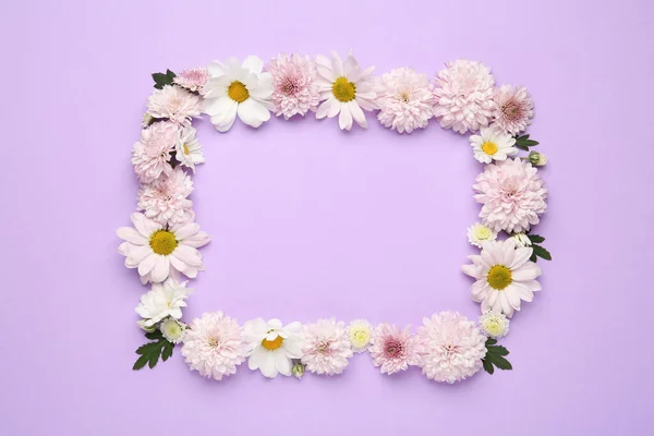 Rahmen Aus Schönen Chrysanthemenblüten Auf Violettem Hintergrund Flache Lage Raum — Stockfoto