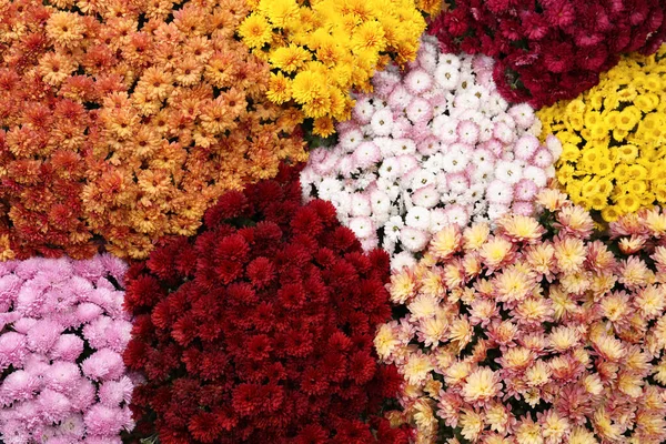 背景として美しい異なる色の菊の花のトップビュー — ストック写真