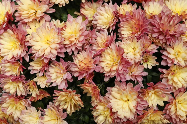 Top View Beautiful Color Chrysanthemum Flowers — Fotografia de Stock