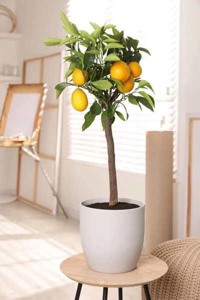 Idée Pour Design Intérieur Minimaliste Petit Citronnier Pot Avec Fruits — Photo