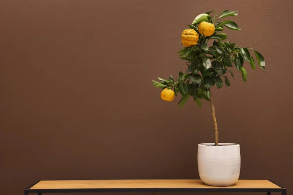 Idea Minimalist Interior Design Small Potted Bergamot Tree Fruits Wooden — ストック写真
