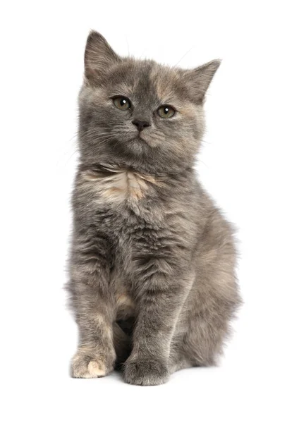 Açık Gri Arka Planda Sevimli Pofuduk Kedi Yavrusu — Stok fotoğraf